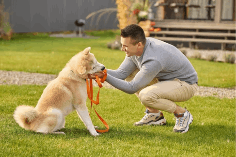 How To Choose The Right Dog Trainer In Toronto?
