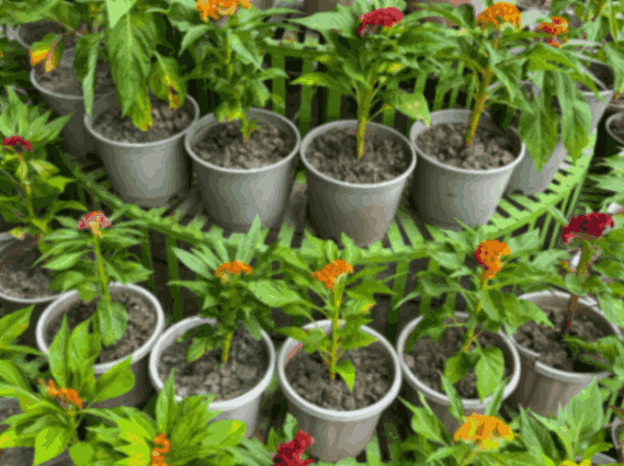 Add Life to Your Home Garden with Pots and Planters