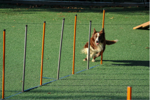Pawsitive Progress: How Day Training Boosts Canine Confidence