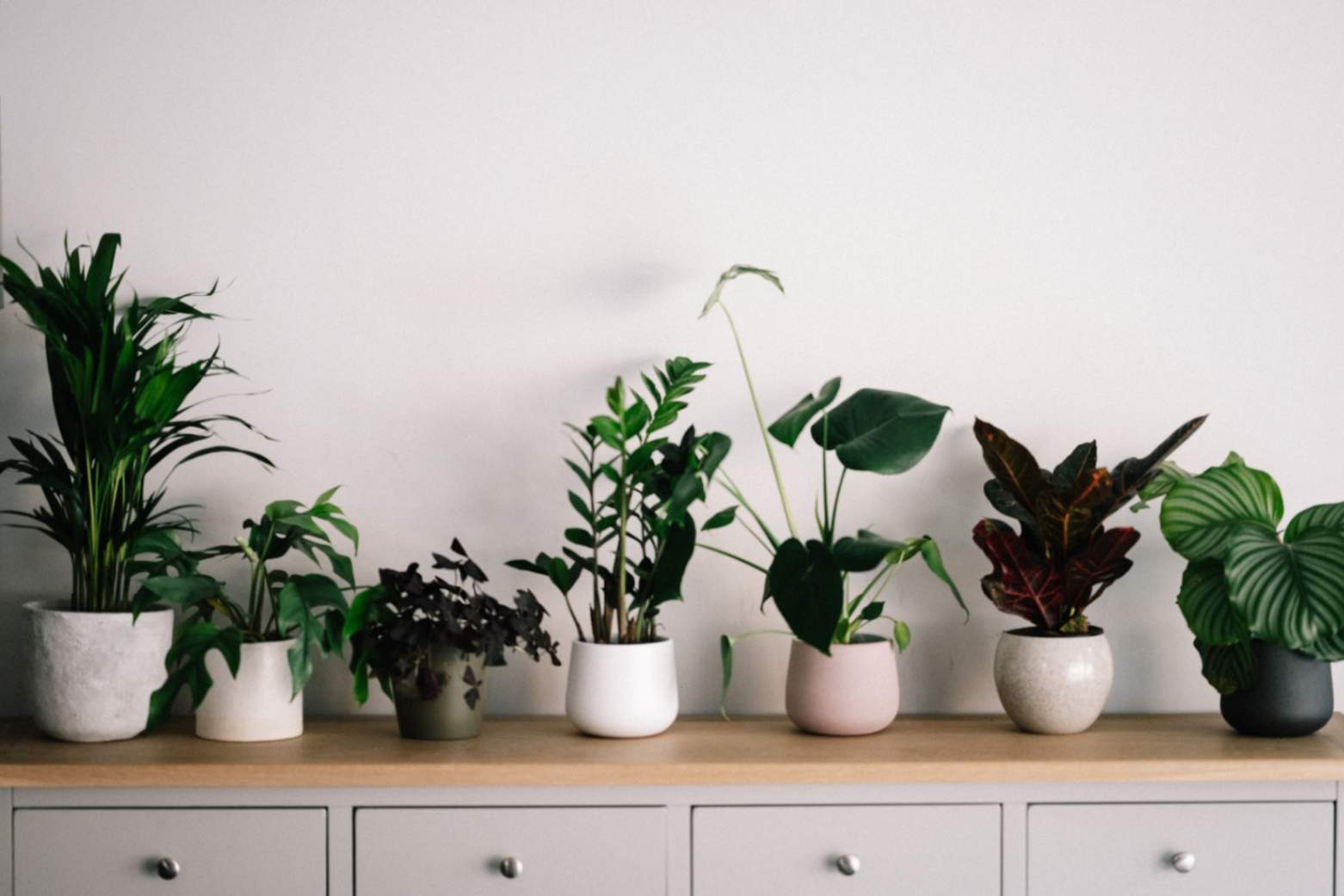 Indoor Plants as Gift, A Thoughtful Gesture to Health