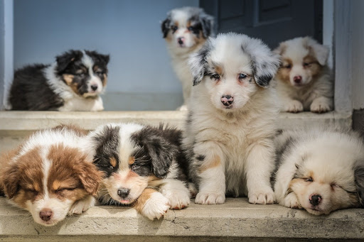How Do You Incorporate Positive Boosting In Group Puppy Training?