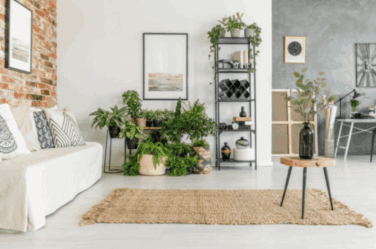 Tips for Buying Online Plants for Apartment in India