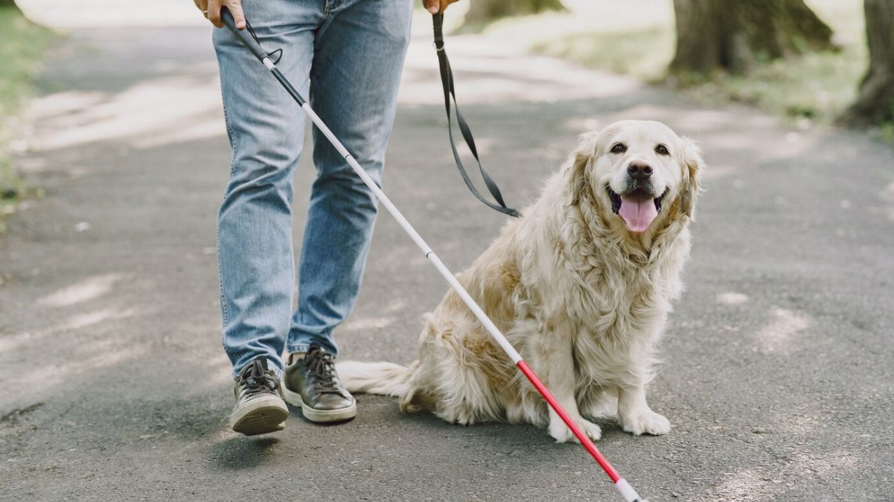 9 Ways to Take Care of Your Paralyazed Pet
